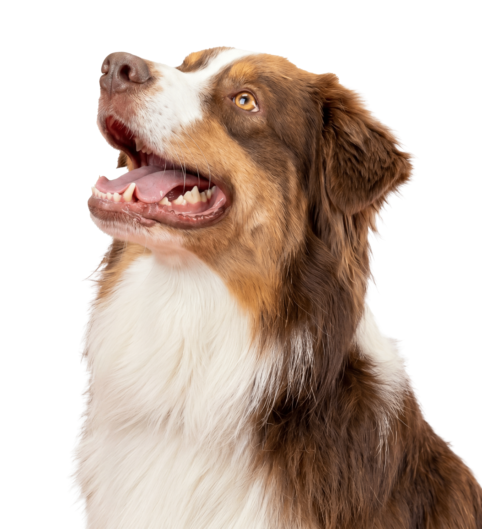 Happy dog